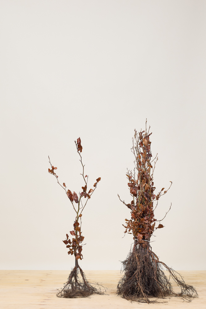 Rotbuche-Wurzelware-80-100