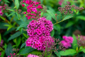 Sommerspiere-Anthony-Waterer-ALG&#x20;INZ