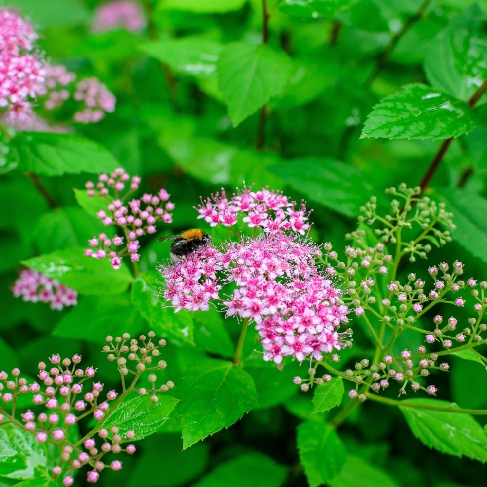 Sommerspiere&#x20;&#x27;Genpei&#x27;&#x20;