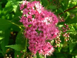 Sommerspiere-Genpei-ALG&#x20;INZ