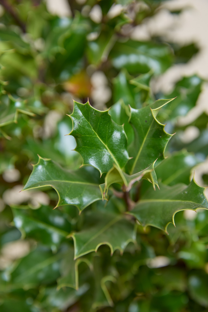 Stechpalme-Alaska-ALG INZ