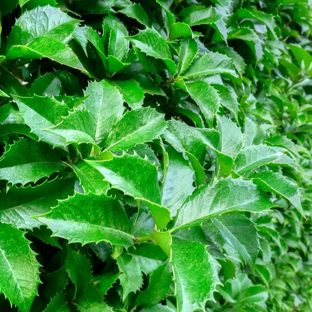 Stechpalme&#x20;&#x27;Heckenfee&#x27;