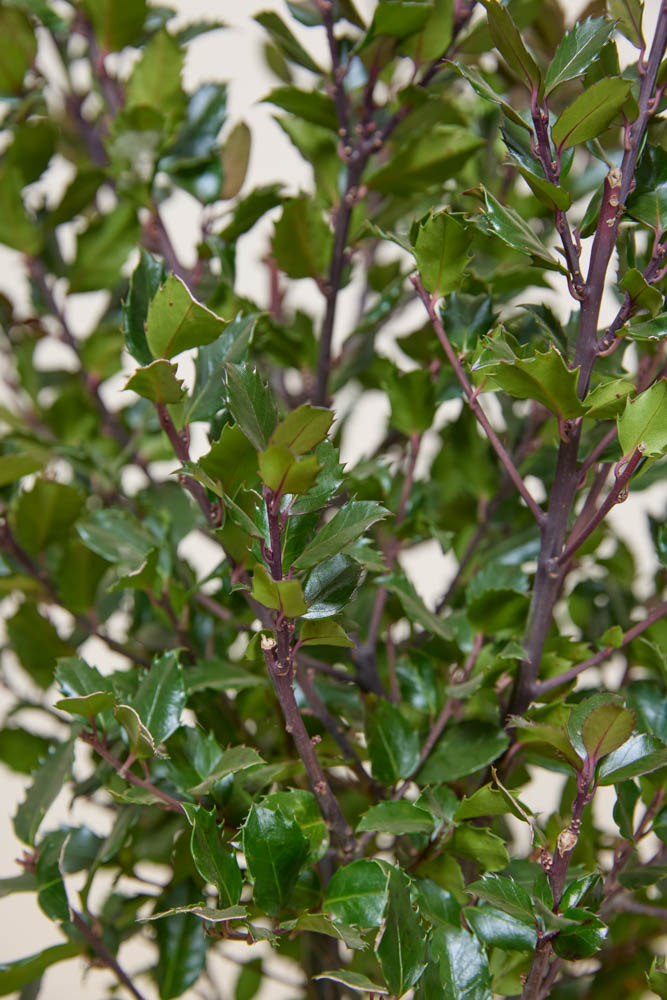 Stechpalme-Heckenfee-ALG&#x20;INZ