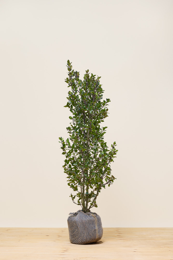 Stechpalme-Heckenfee-Wurzelballen-125-150