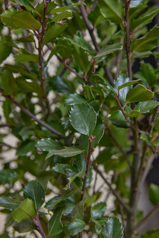 Stechpalme-Heckenpracht-ALG&#x20;INZ