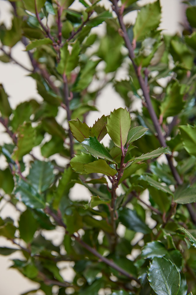 Stechpalme-Heckenstar-ALG&#x20;INZ