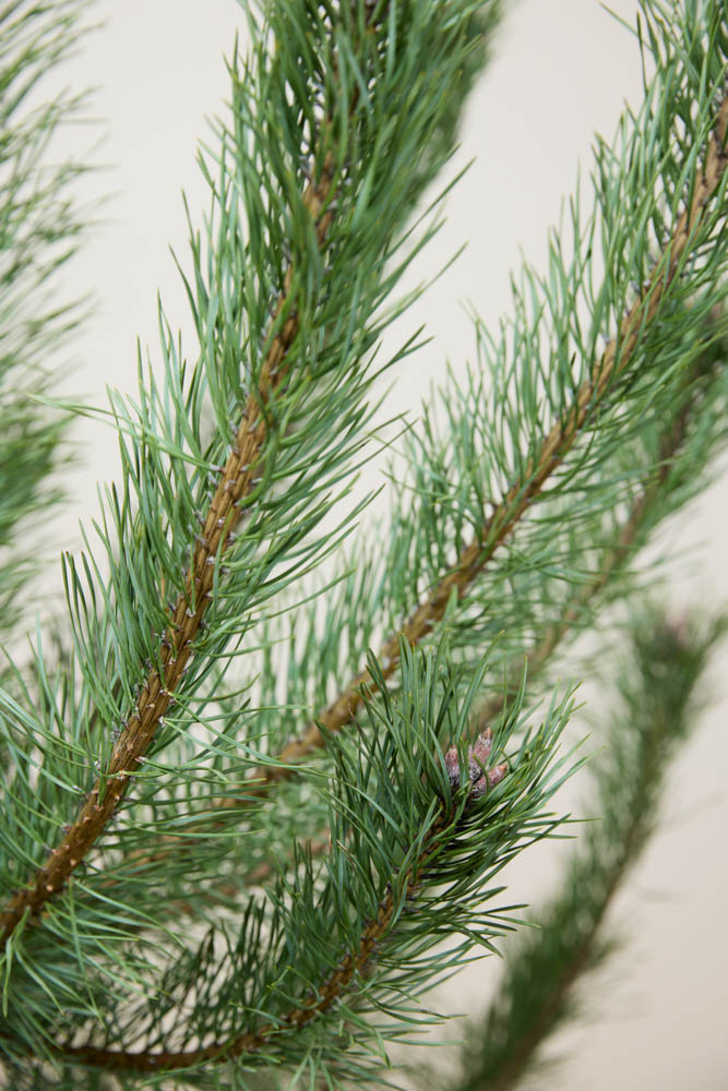 Waldkiefer-ALG&#x20;INZ