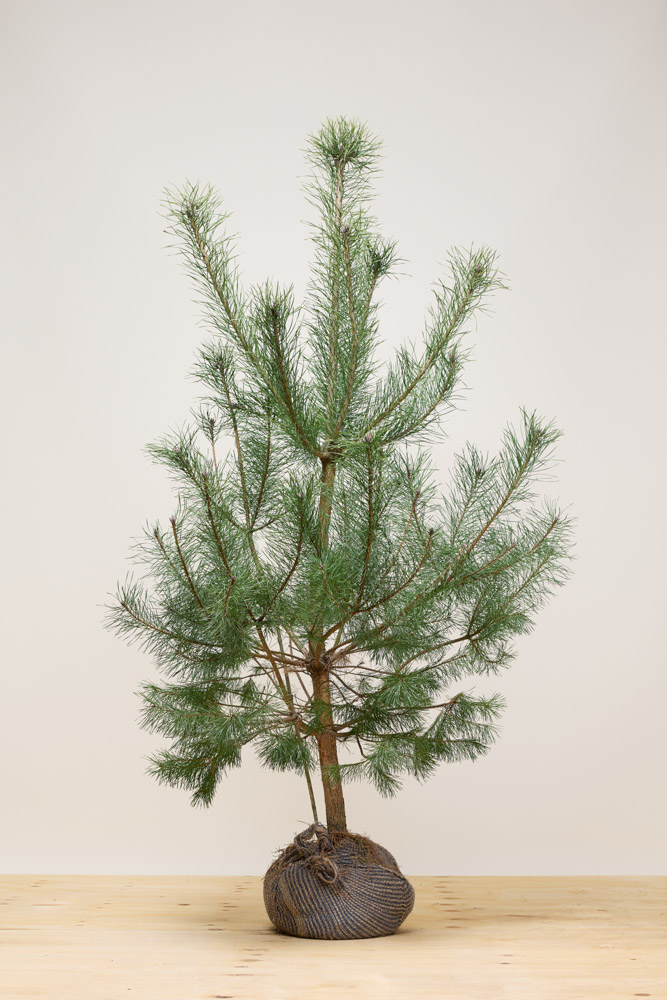 Waldkiefer Wurzelballen 150-175 cm Wurzelballen