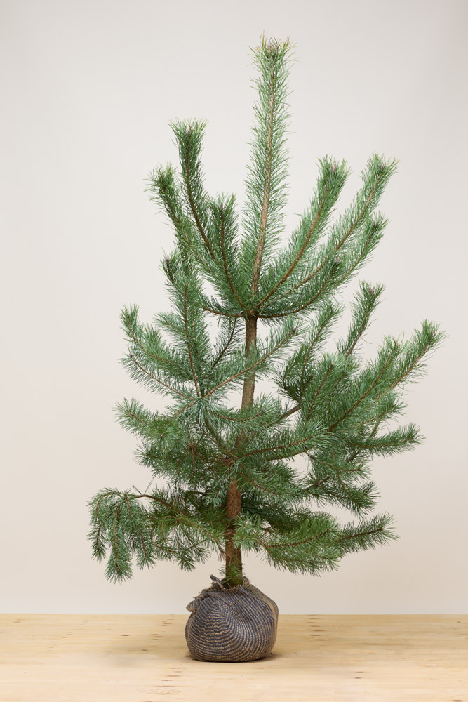 Waldkiefer Wurzelballen 175-200 cm Wurzelballen