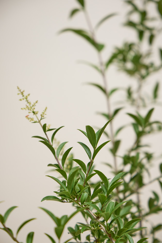 ferm living plant box small Ferm Living Small Plant Box – Huset main image 1