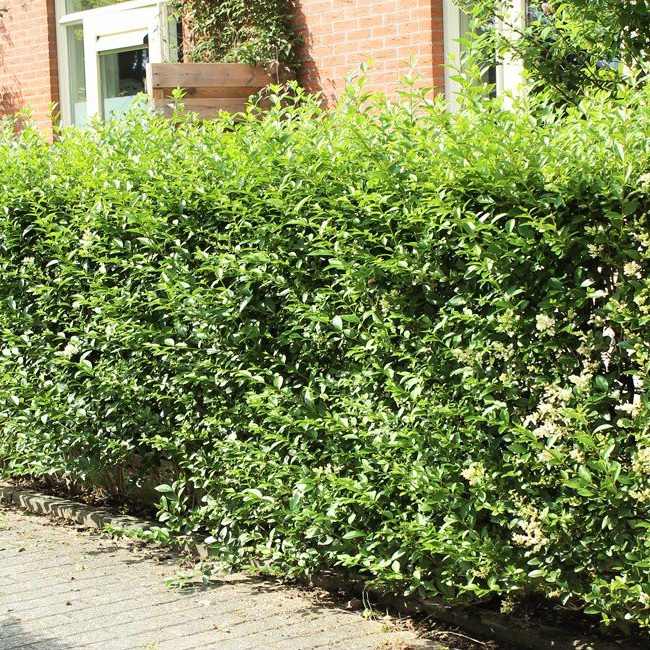 Blhende Strucher - Hecke kaufen - Hedgy Heckenpflanzen