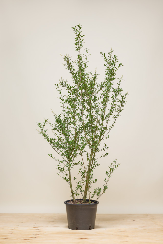 goldenrod plant Prairie Goldenrod Plant Sets main image 1