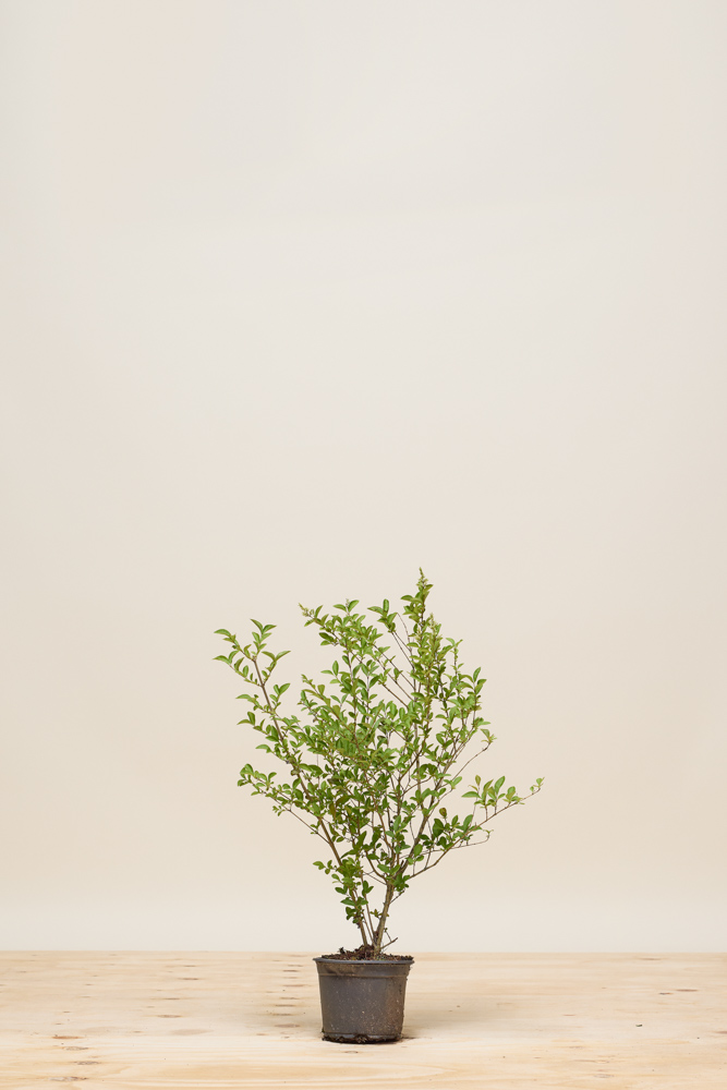 Wintergrner Liguster kaufen  Robuster Liguster 'Atrovirens'