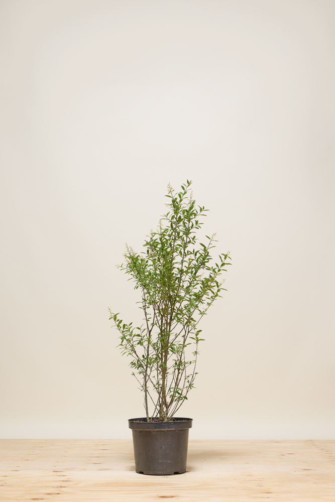 Wintergrner Liguster kaufen  Robuster Liguster 'Atrovirens'