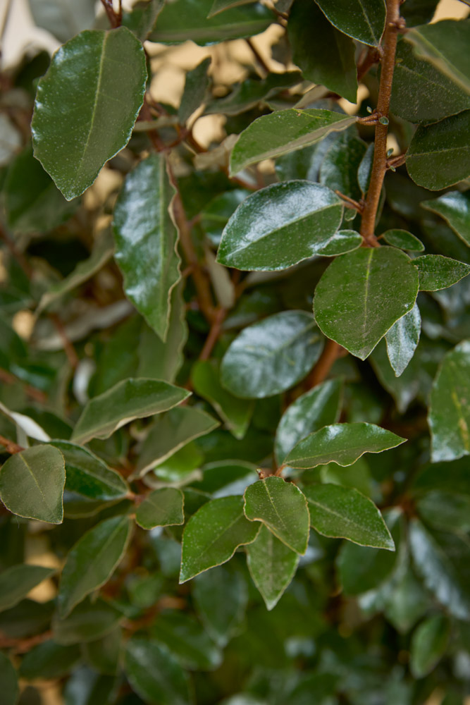 Wintergr&#xFC;ne-&#xD6;lweide-ALG&#x20;INZ