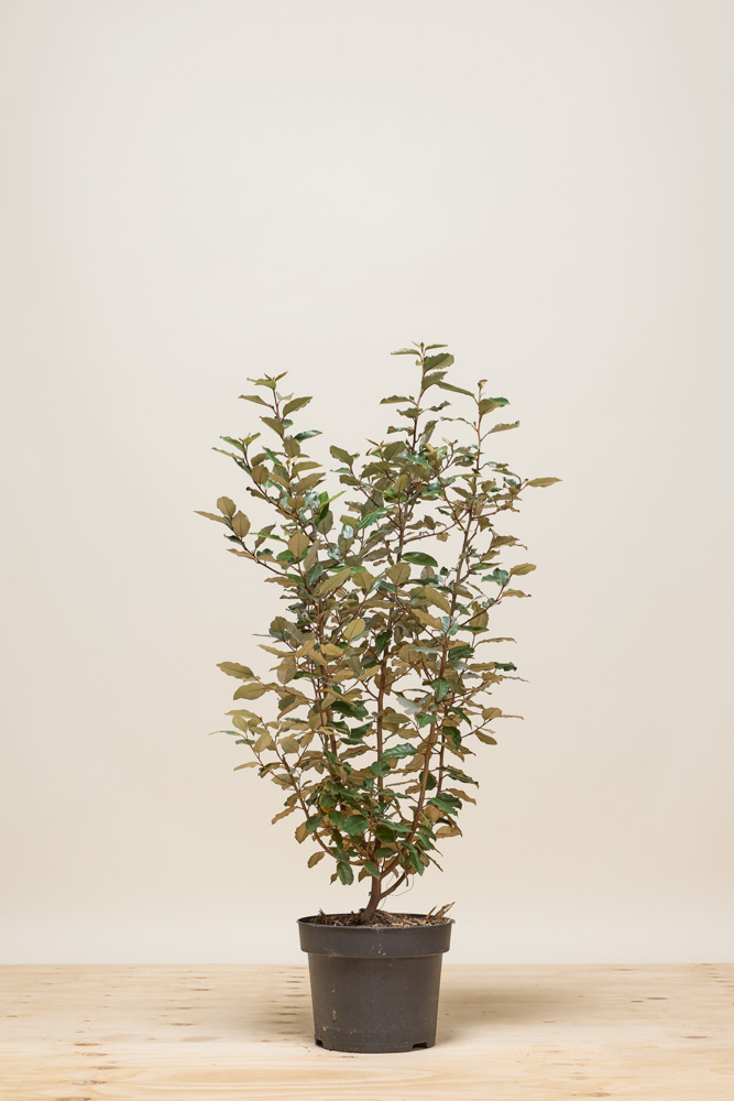 Wintergrüne Ölweide Topf 100-125 cm Topf