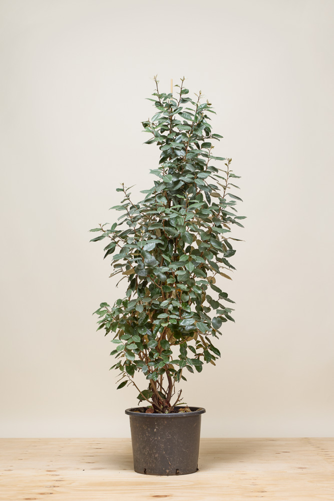 Wintergrüne Ölweide Topf 125-150 cm Topf