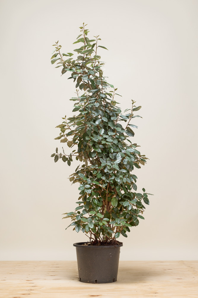 Wintergrüne Ölweide Topf 150-175 cm Topf