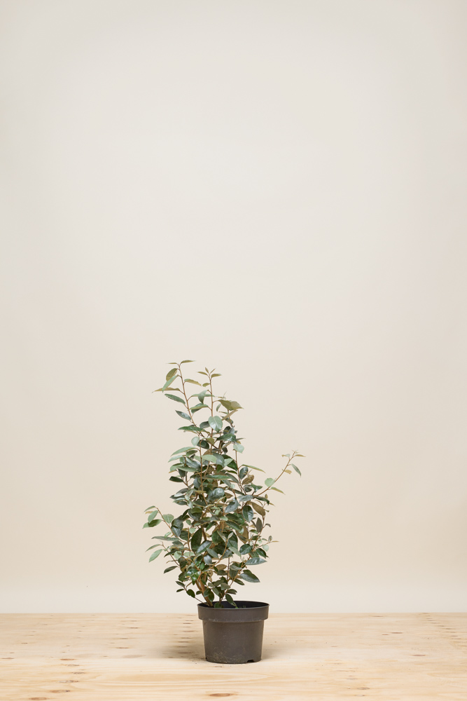 Wintergrüne Ölweide Topf 40-60 cm Topf