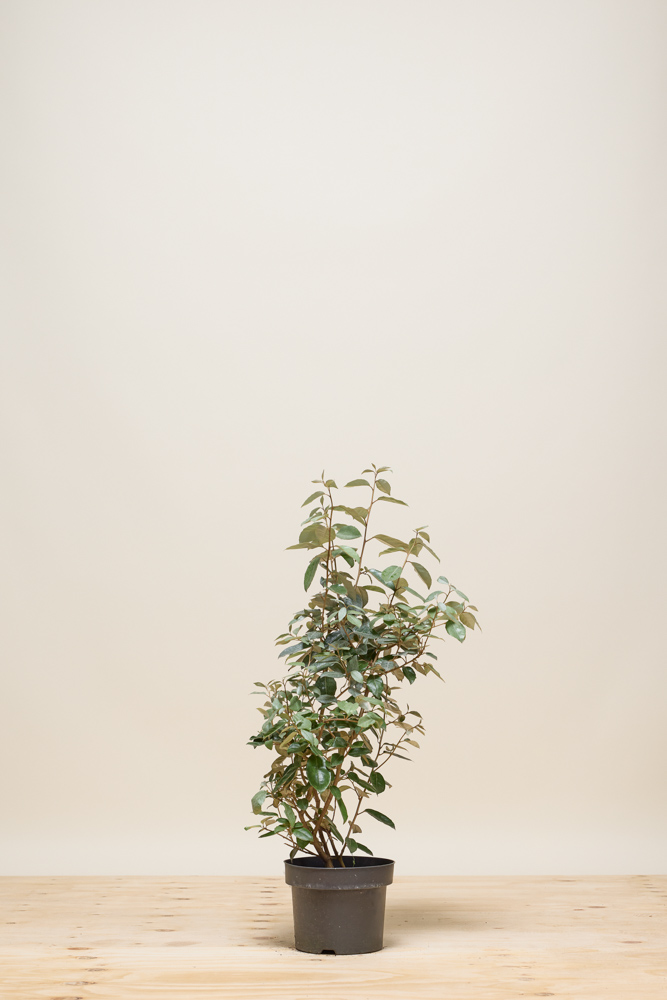 Wintergrüne Ölweide Topf 60-80 cm Topf