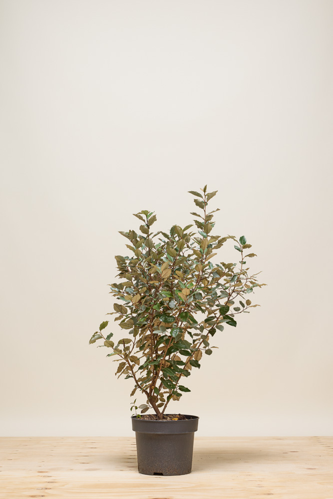 Wintergrüne Ölweide Topf 80-100 cm Topf