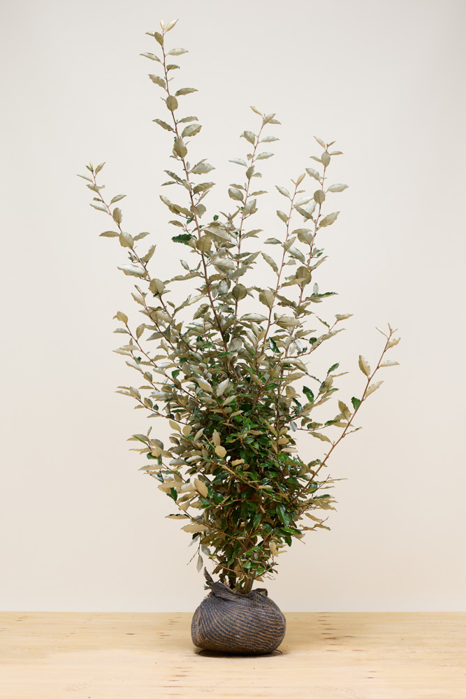 Wintergrüne Ölweide Wurzelballen 150-175 cm Wurzelballen