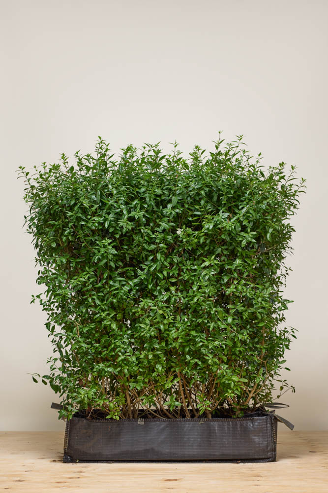 Wintergrüner-Liguster-Atrovirens-Fertighecke-80-100