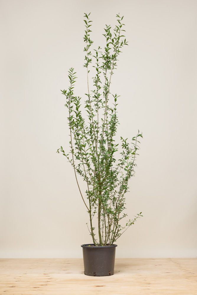 Wintergrüner-Liguster-Atrovirens-Topf-150-175