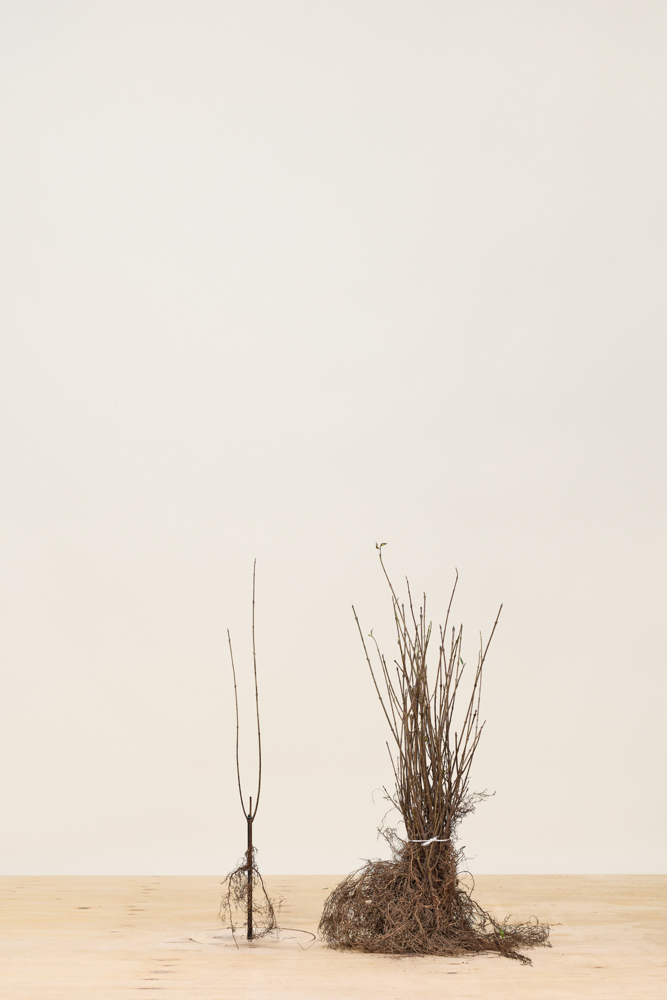 Wintergrüner-Liguster-Atrovirens-Wurzelware-40-60