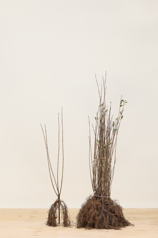 Wintergrüner-Liguster-Atrovirens-Wurzelware-60-80