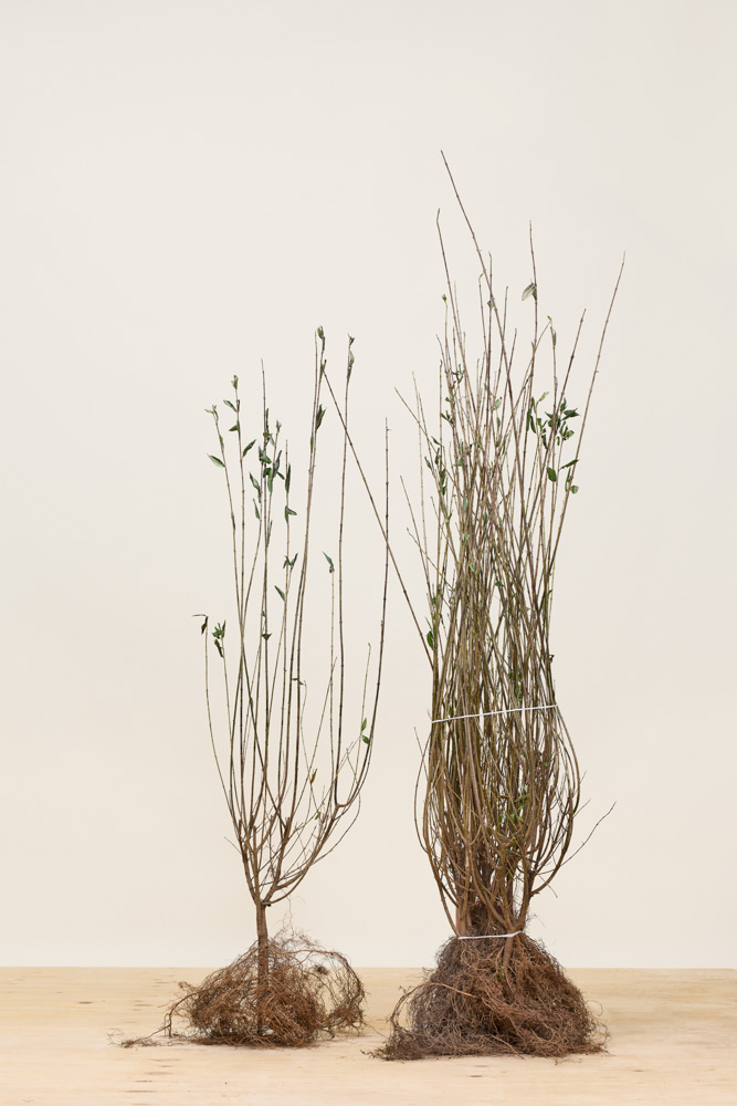 Wintergrüner-Liguster-Atrovirens-Wurzelware-80-100