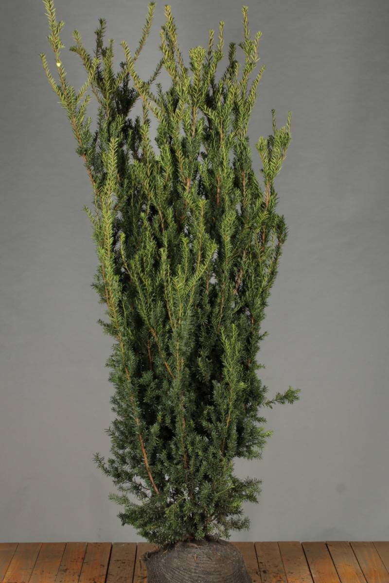 Becher-Eibe 'Hilli' Wurzelballen 175-200 cm - Hedgy Heckenpflanzen
