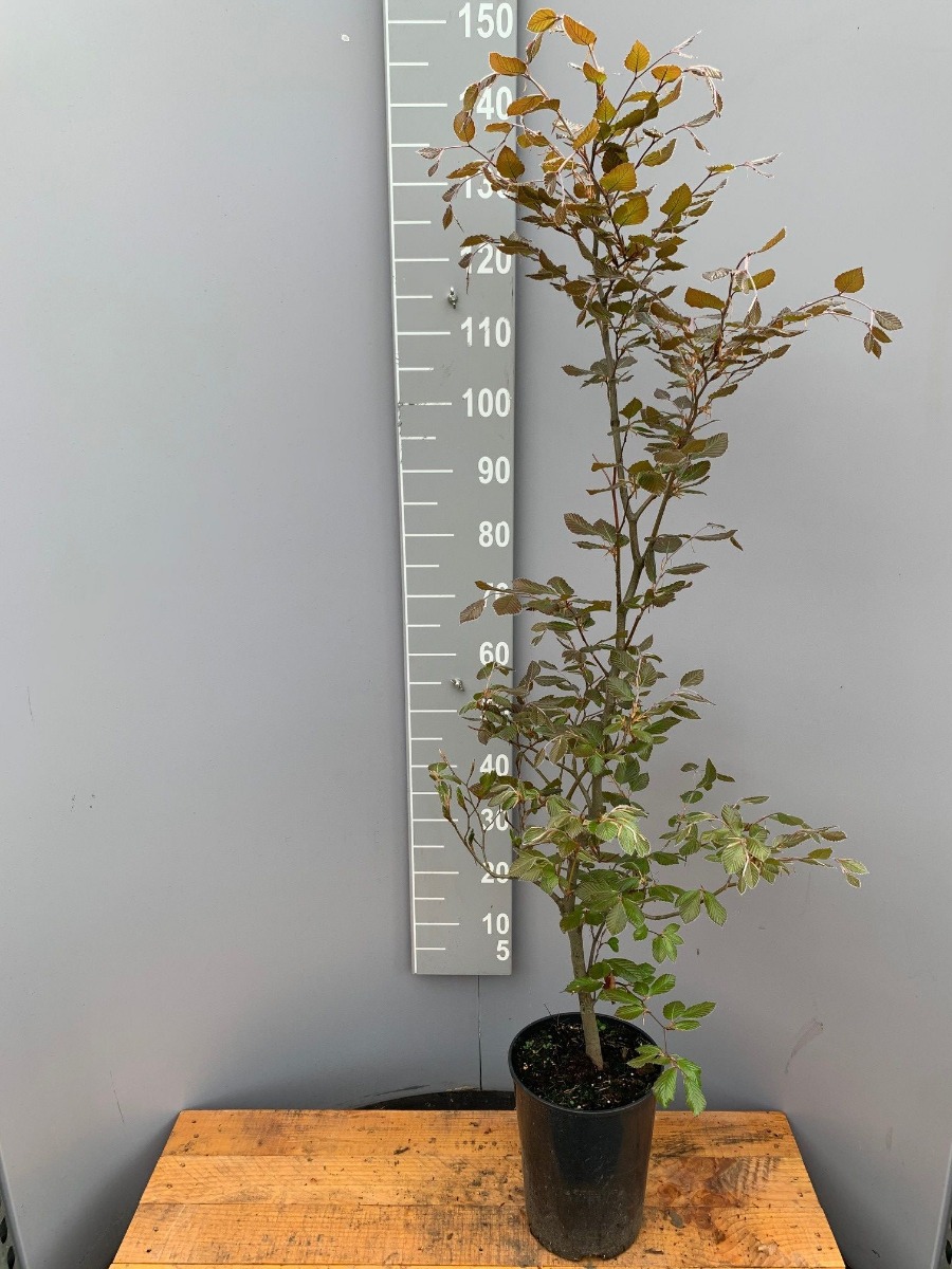 Blutbuche Topf 125-150 cm Topf