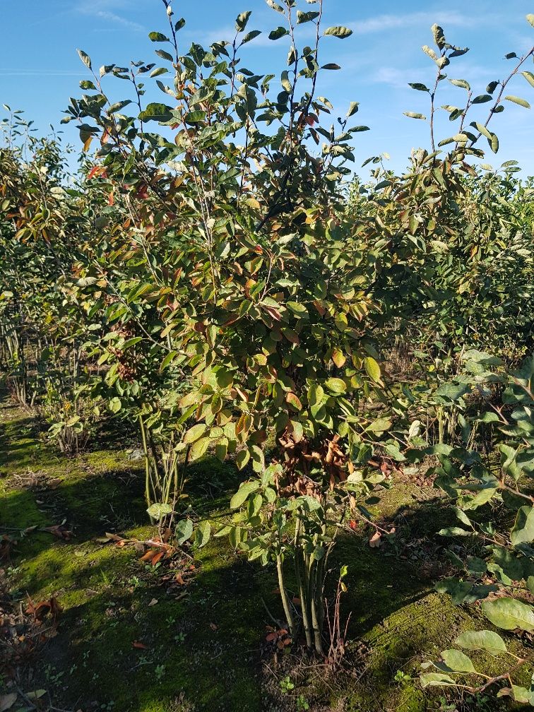 Felsenbirne-Wurzelballen-200-225