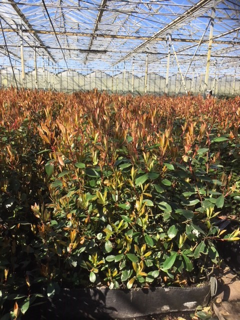 Glanzmispel Fertighecke 80-100 cm Fertighecke