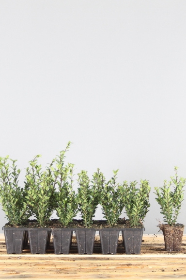 Japanische Stechpalme Wurzelballen 10-15 cm Wurzelballen