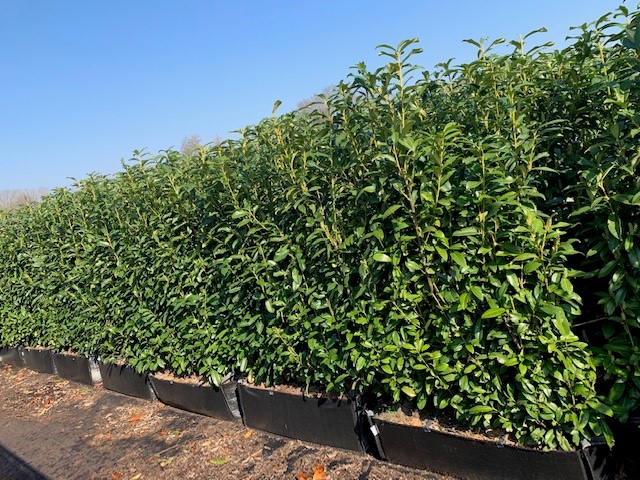 Kirschlorbeer-Caucasica-Fertighecke-160-170