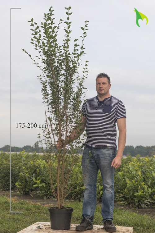 Ovalblättriger Liguster Topf 175-200 cm