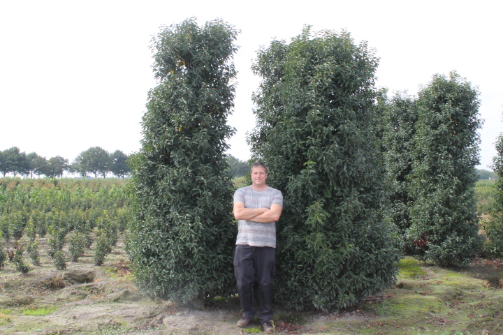 Portugiesischer Kirschlorbeer Wurzelballen 300-350 cm - Hedgy Heckenpflanzen
