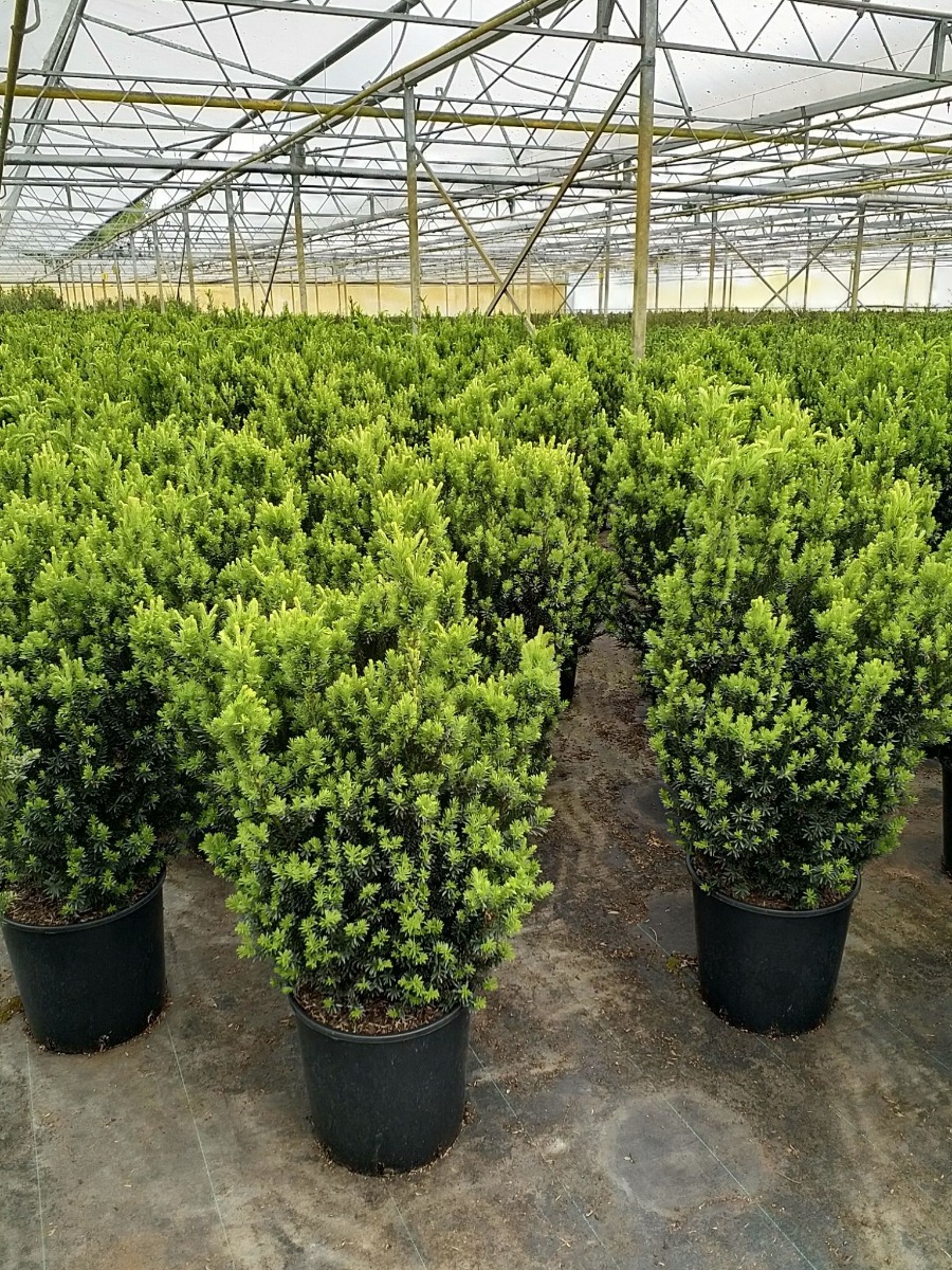 Becher-Eibe 'Hicksii' Topf 100-125 cm