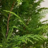 Gelbe Scheinzypresse