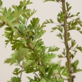 Eingriffeliger-Weißdorn-Hecke