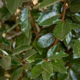 Wintergrüne-Ölweide-Hecke