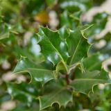 Stechpalme 'Alaska'-Hecke