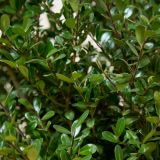 Japanische Stechpalme 'Caroline Upright'