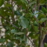 Stechpalme 'Heckenpracht'-Hecke