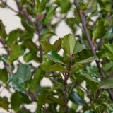 Stechpalme 'Heckenstar'-Hecke