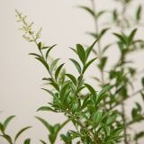 Wintergrüner-Liguster-Atrovirens-Hecke