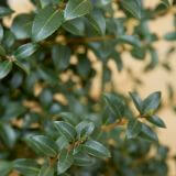 Frühlingsduftblüten-Hecke