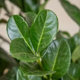 Kirschlorbeer-'Ani'-Hecke